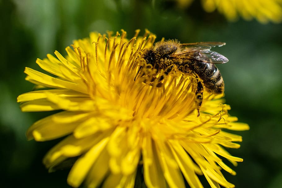 nature, bee, flower, insect, flowering plant, yellow, animal HD wallpaper