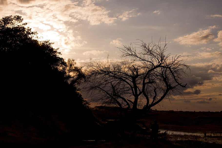 backlight, branches, desert, sky, tree, bare tree, cloud - sky HD wallpaper