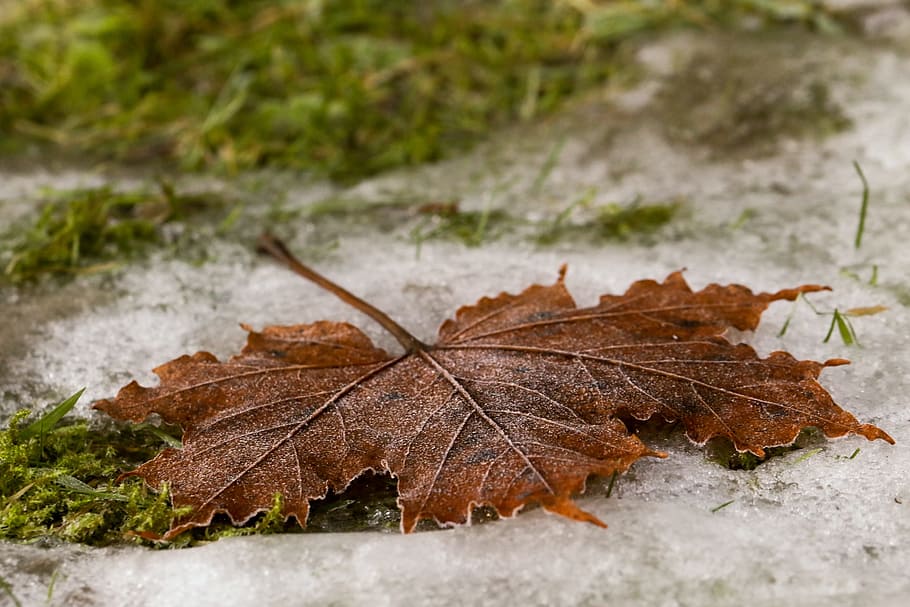 leaf, autumn, fall, frost, nature, plant part, change, dry HD wallpaper