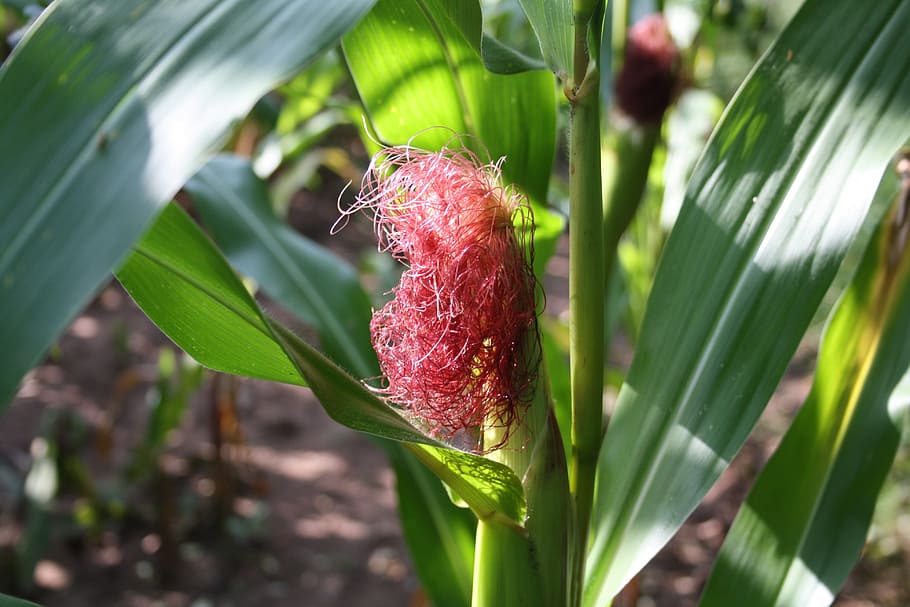 Corn, Cornfield, Leaves, Fruit, Earth, bauer, farmer, green HD wallpaper