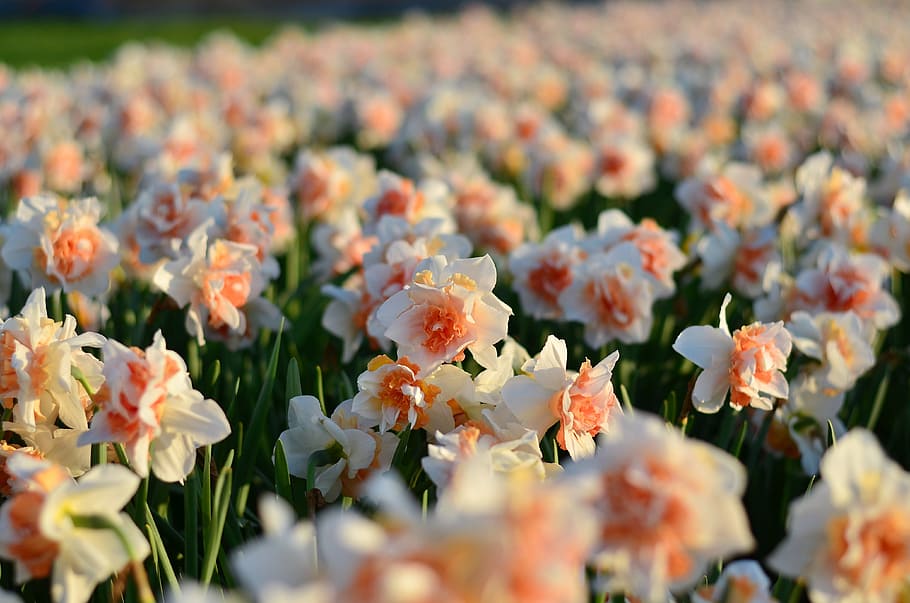 field of red-and-white daffodil flowers, Hyacinth, Macro, Tulips HD wallpaper