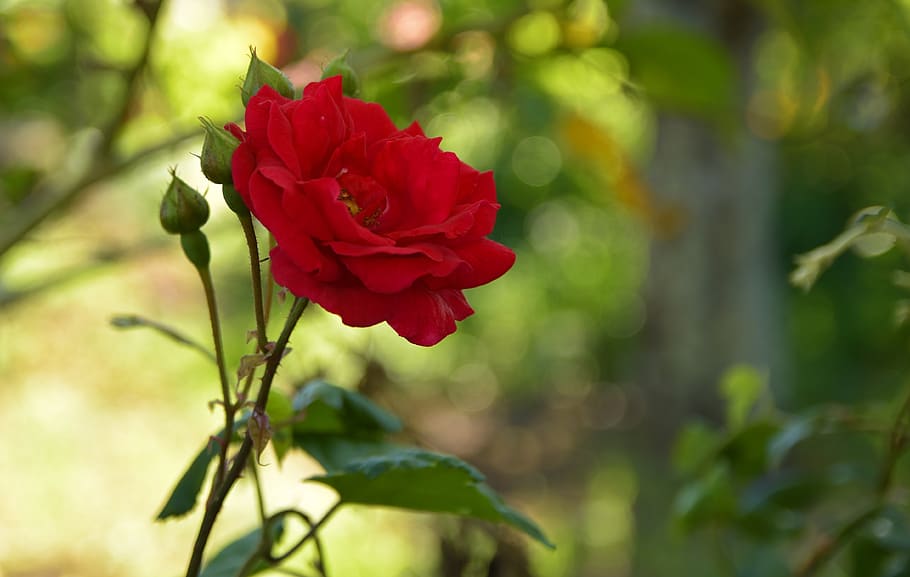 rose, wild, flowers, bloom, red, nature, plant, blossom, portugal, HD wallpaper
