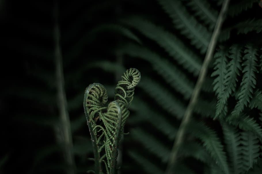 rolled leafed plant, close-up photo of green fern plant, dark