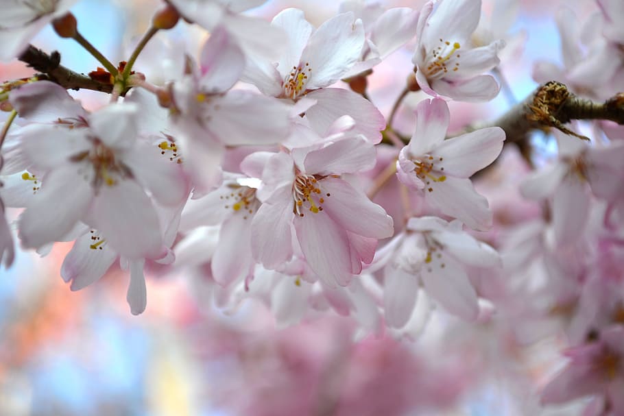 sakura, chery blossom, flowers, nature, cherry, spring, tree, HD wallpaper