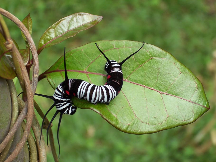 caterpillar, insect, leaf with caterpillar, animal wildlife HD wallpaper