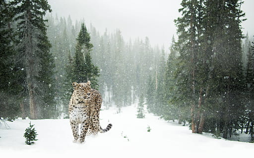 brown and black leopard in snow covered forest, persian leopard HD wallpaper