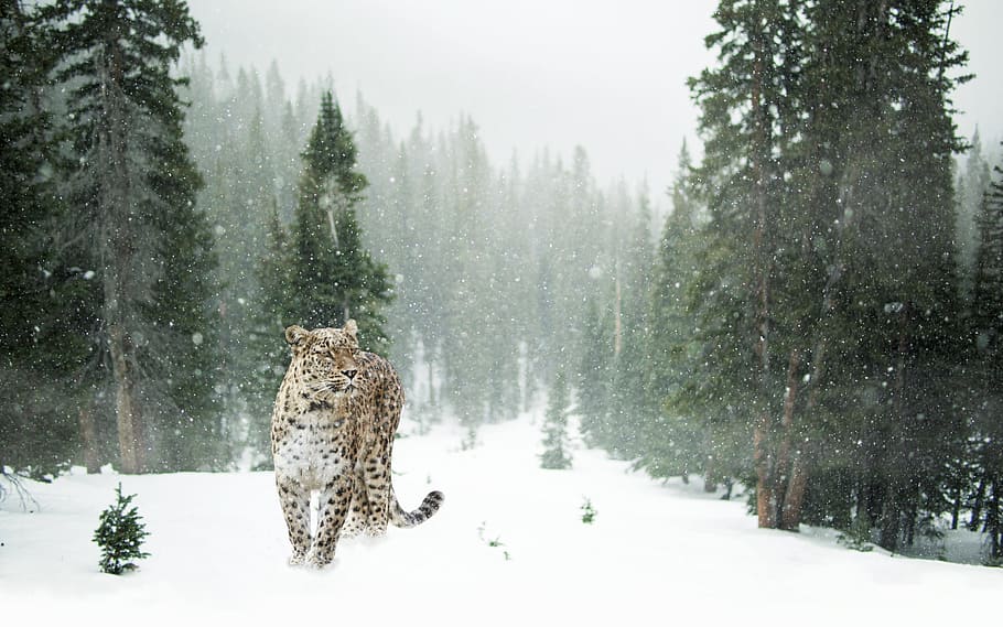 brown and black leopard in snow covered forest, persian leopard