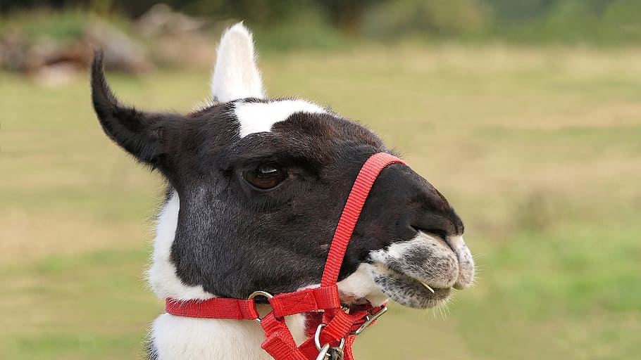 white and black goat, lama, head, portrait, undecided, cool attitude HD wallpaper