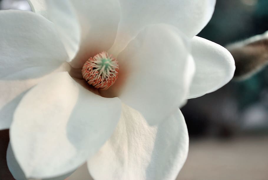 Flower, Magnolia, Fresh, Spring, freshness, food and drink HD wallpaper