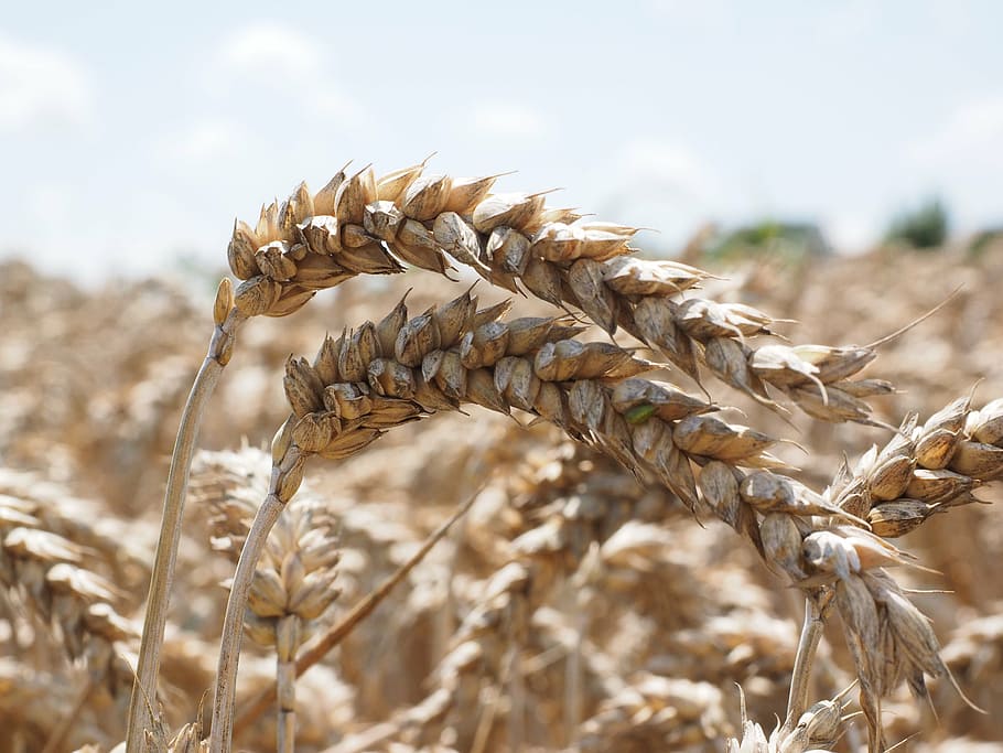 wheat spike, bread wheat, seed wheat, cereals, grain, field HD wallpaper