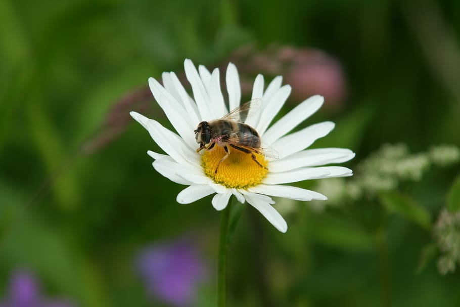 bee, daisy, flower, nature, insect, macro, close, blossom, white HD wallpaper