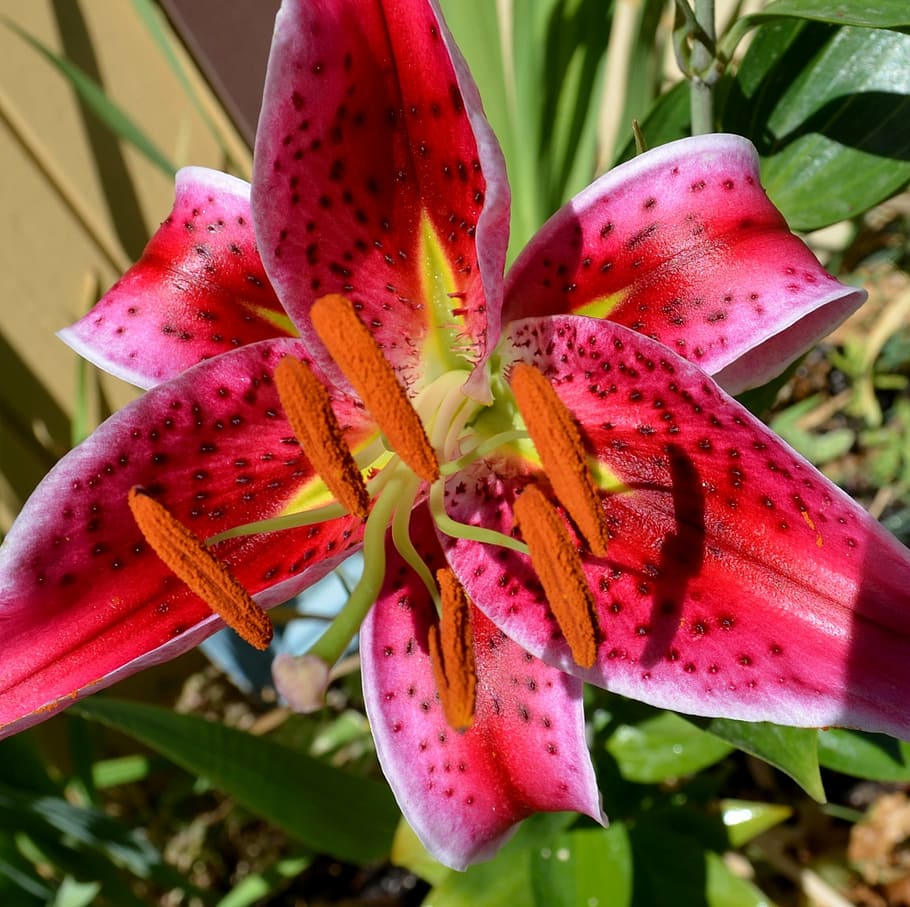 lily, red, pink, flower, floral, blossom, petal, spring, bloom HD wallpaper