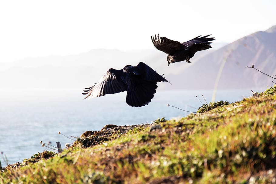two flying black birds with sea and mountain background, two birds flying over grass covered ground HD wallpaper