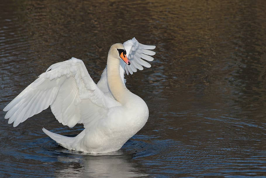 white goose on body of water at daytime, nature, spring awakening, HD wallpaper