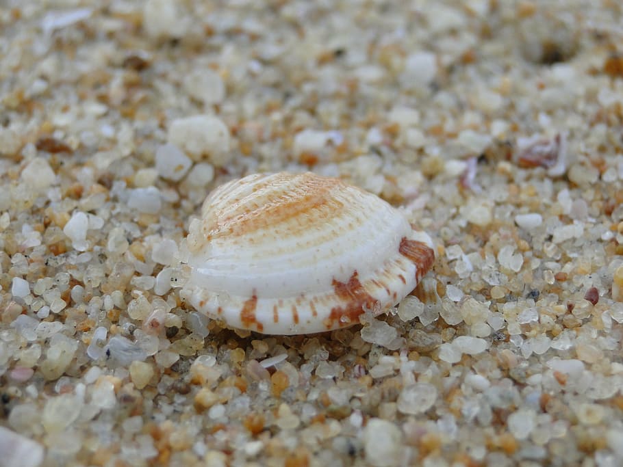 shell, sea, beach, sand, animal Shell, vacations, summer, nature HD wallpaper