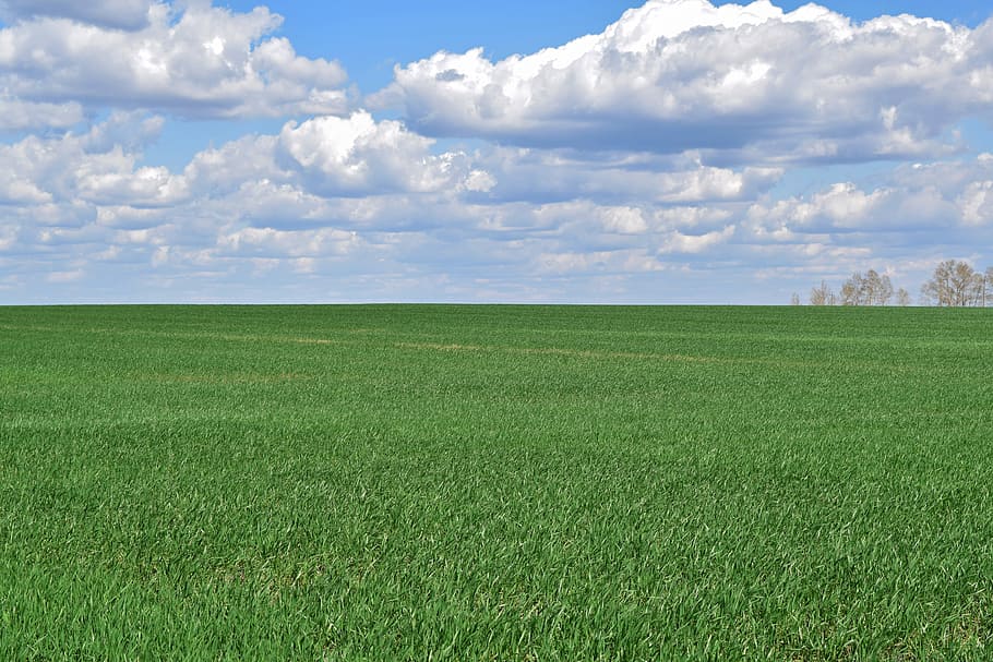 green grass field, sky, landscape, clouds, summer, nature, forest HD wallpaper