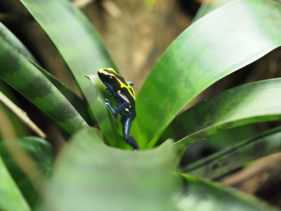 frog, poison frog, small, green color, plant part, leaf, animal themes HD wallpaper