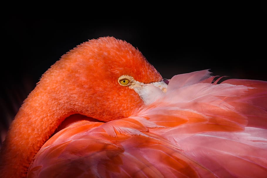 flamingo photo, birds, no person, nature, animal life, tropical, HD wallpaper