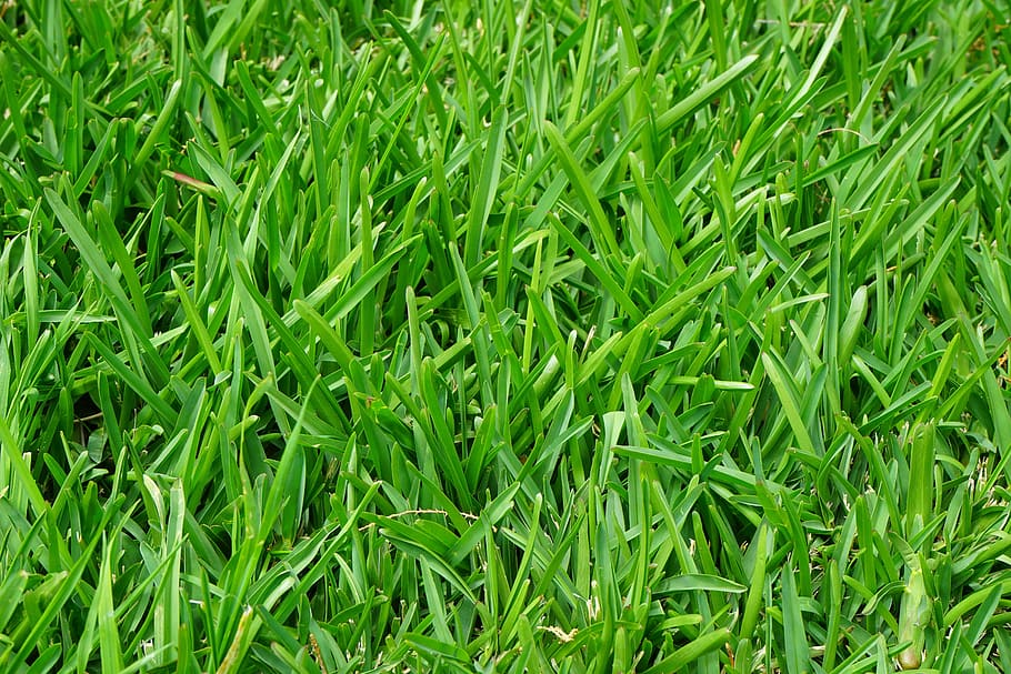 green grass, rush, juicy, blades of grass, halme, meadow, close HD wallpaper
