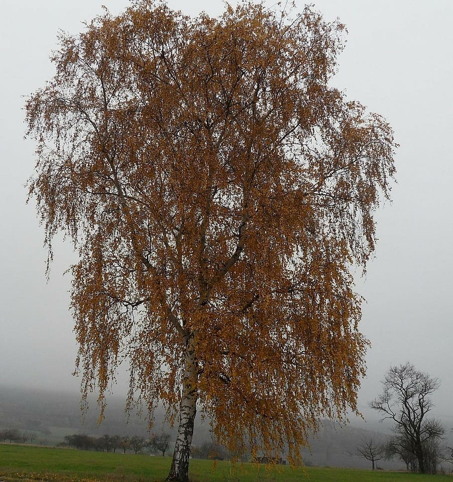 birch, autumn, tree, nature, outdoors, forest, season, plant HD wallpaper