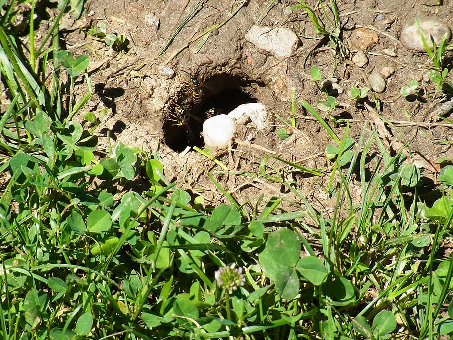 bee, insect, hole, nest, nature, plant, plant part, leaf, growth HD wallpaper