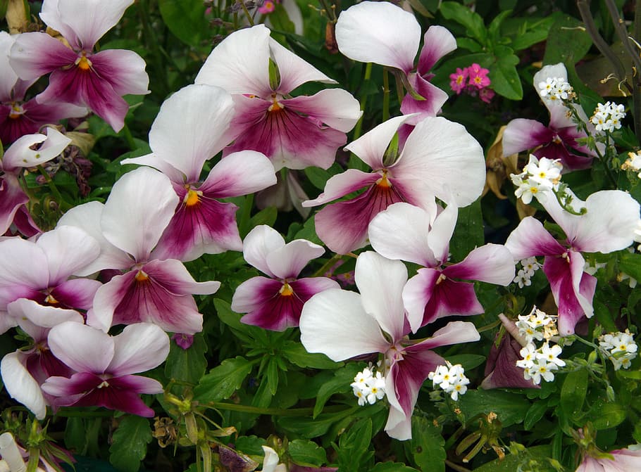 thinking, viola tricolor, violaceae, jardiniere, purple flower HD wallpaper