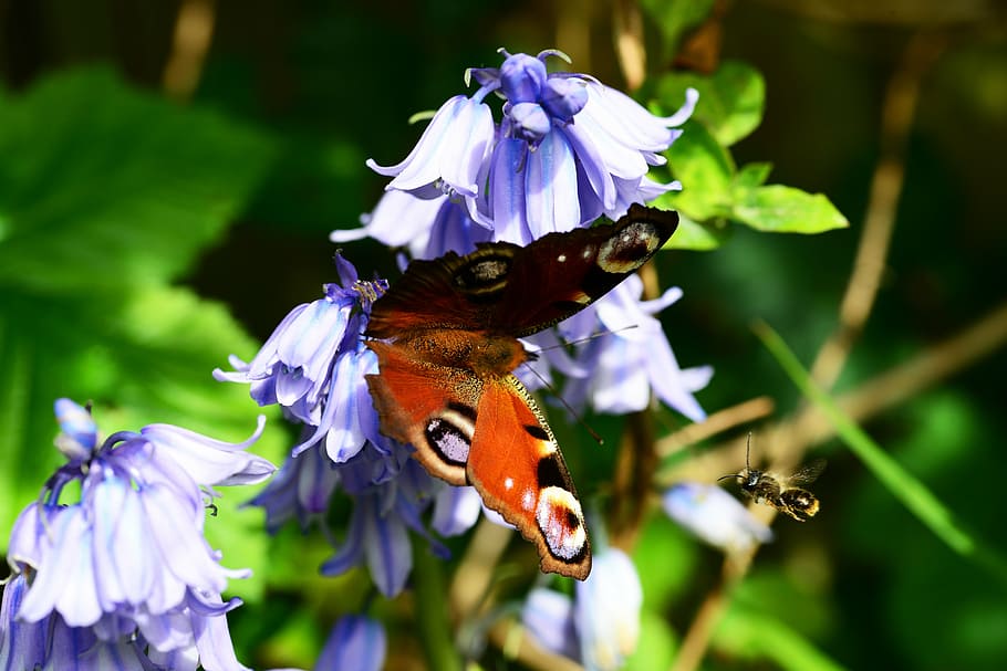 peacock butterfly, inachis io, flying leaf-cutter bee, flying megachile centuncularis, HD wallpaper