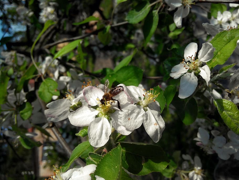 apple tree, bee, flowers, bloom, nature, garden, insect, flying insect HD wallpaper