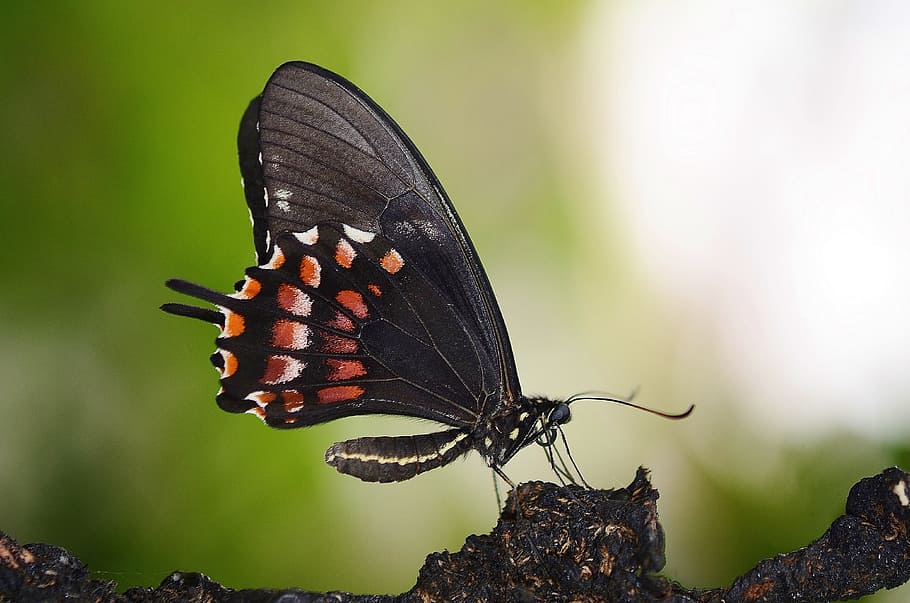 shallow focus lens photography of butterfly, Black, Butterfly HD wallpaper