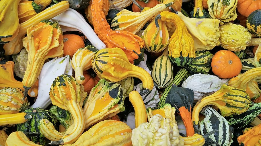 squash, orange, yellow, white, nature, autumn, fall, vegetable HD wallpaper