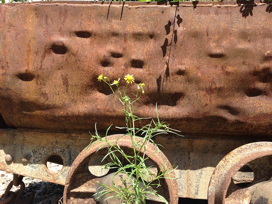 lore, dare, bill, industry, ruhr area, decay, flower, dorsten HD wallpaper