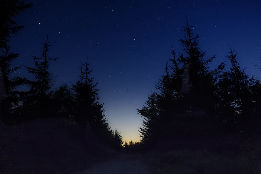 silhouette of trees under starry night, silhouette of trees under orange sunset HD wallpaper