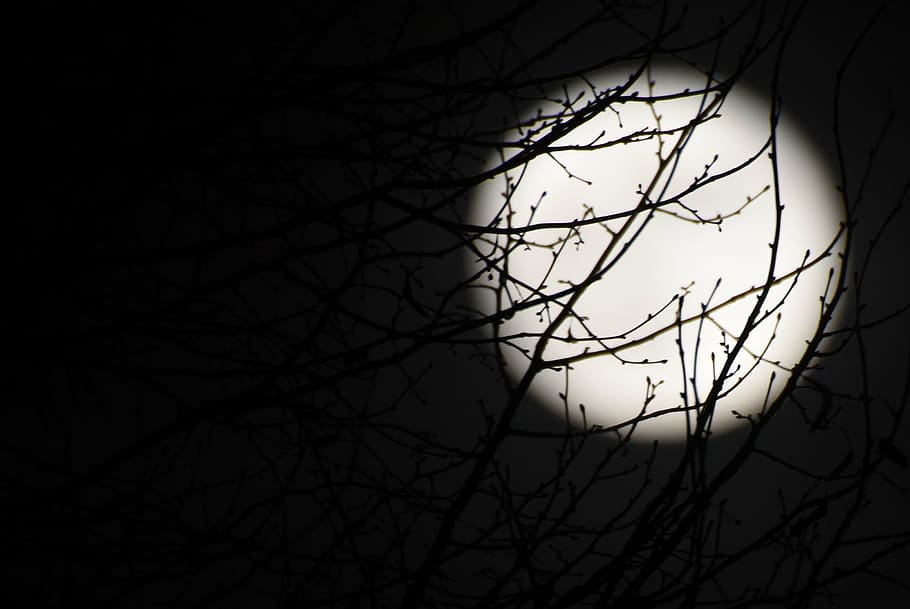 moon, full moon, night, dark, black, branches, backgrounds HD wallpaper