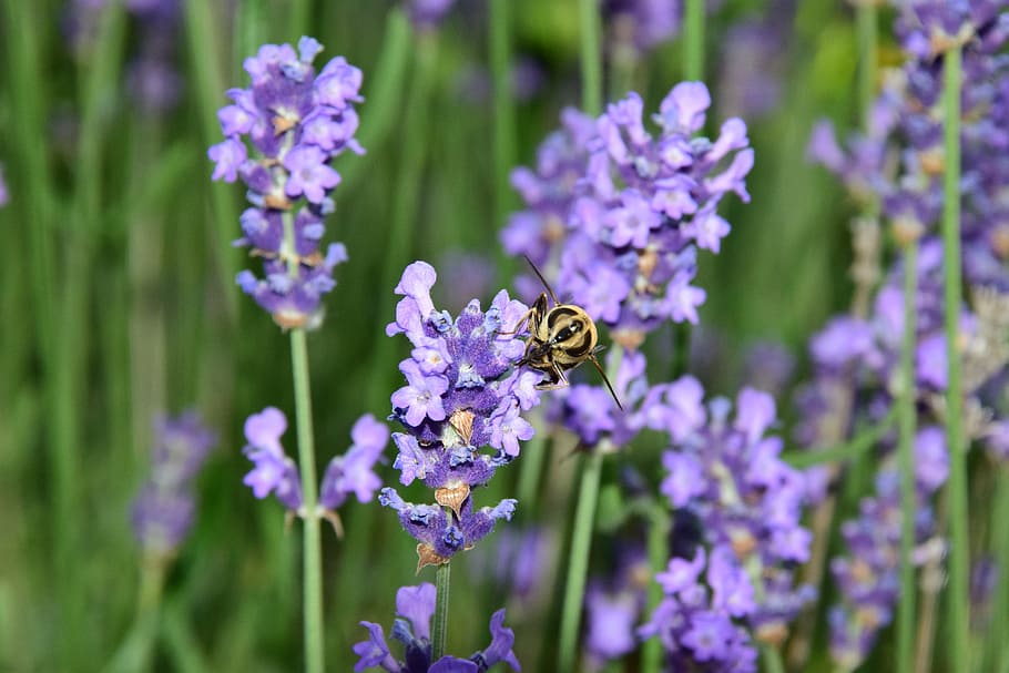 lavender, bee, nature, insect, violet, flower, flowering plant HD wallpaper