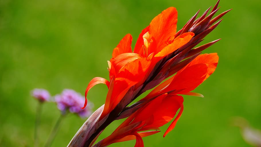 red flower, summer, lights, flowering plant, beauty in nature HD wallpaper