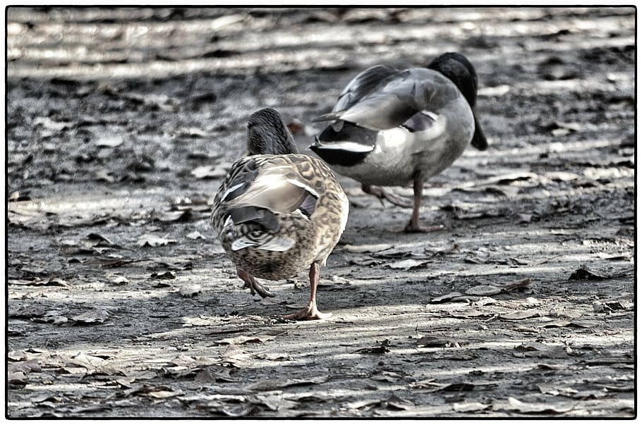 ducks, animals, two, mallards, animal themes, vertebrate, bird HD wallpaper
