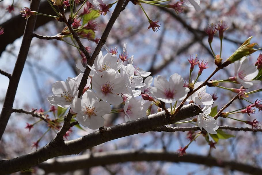 tree, branch, cherry, flower, flowering plant, growth, blossom HD wallpaper