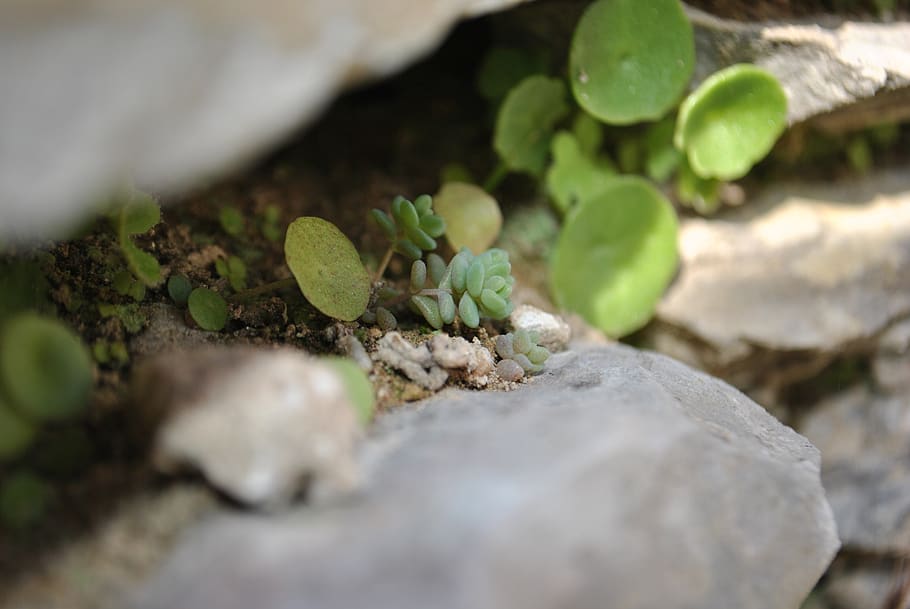 nature, plant, leaf, plant part, selective focus, growth, solid HD wallpaper