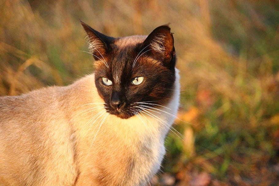 Kitten, Siamese Cat, mieze, breed cat, domestic cat, feline HD wallpaper