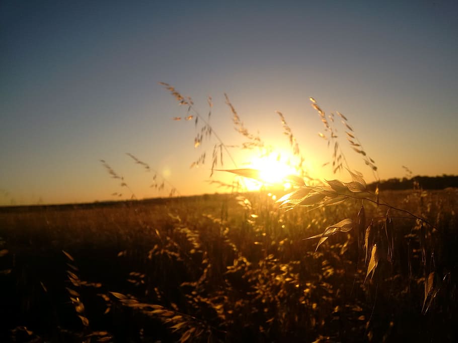 wheat, crop, summer, sunset, sky, field, plant, land, beauty in nature HD wallpaper