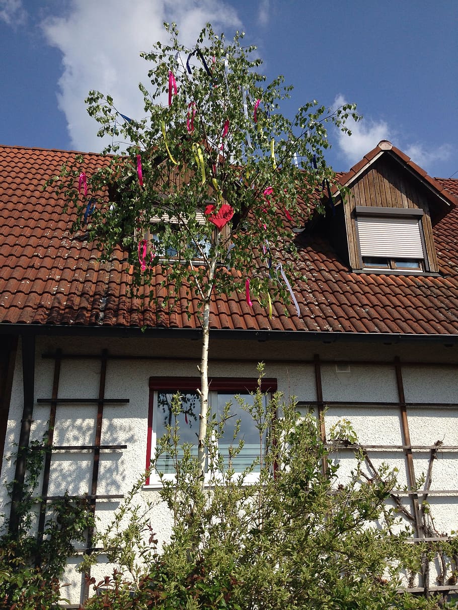 maypole, 1, maypole set up, need old, tradition, maien, birch HD wallpaper