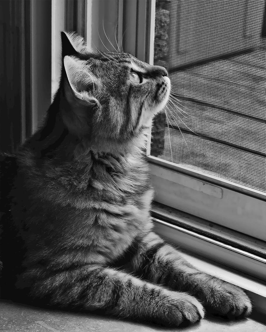 Black, White, White, Cat, Pet, Waiting, Door, one animal, pets HD wallpaper