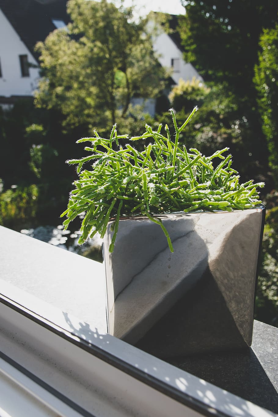 plant, window, window sill, nature, outdoors, green, leaves HD wallpaper
