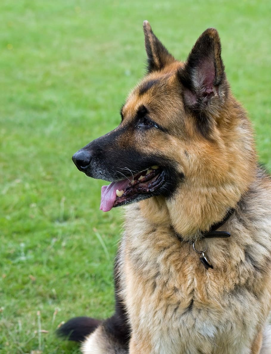 animal photography of a tan medium coat dog, alsatian, gsd, german shepherd dog