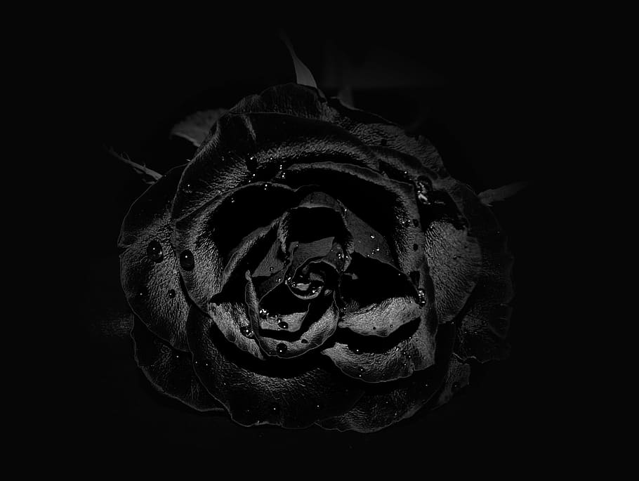 rose, flower, black, close-up, no people, indoors, studio shot HD wallpaper