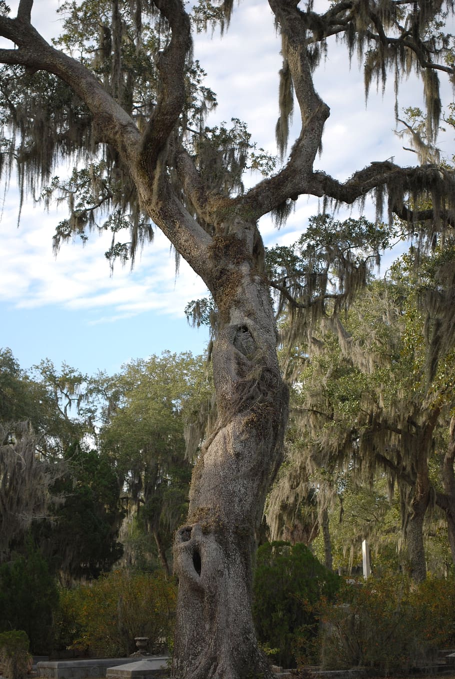 oak tree, moss, cemetery, savannah, bonaventure, plant, trunk HD wallpaper