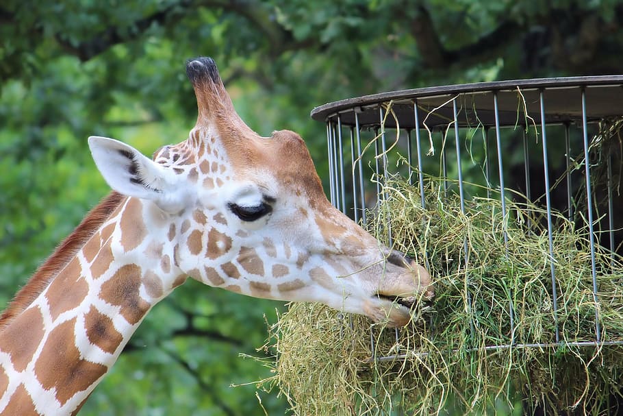 giraffe, zoo, berlin, animal wildlife, animal themes, animals in the wild HD wallpaper