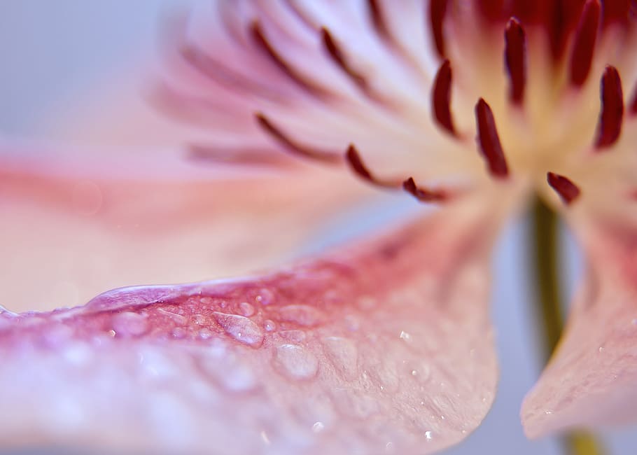 pink and yellow flowers, clematis, blossom, bloom, close, white HD wallpaper