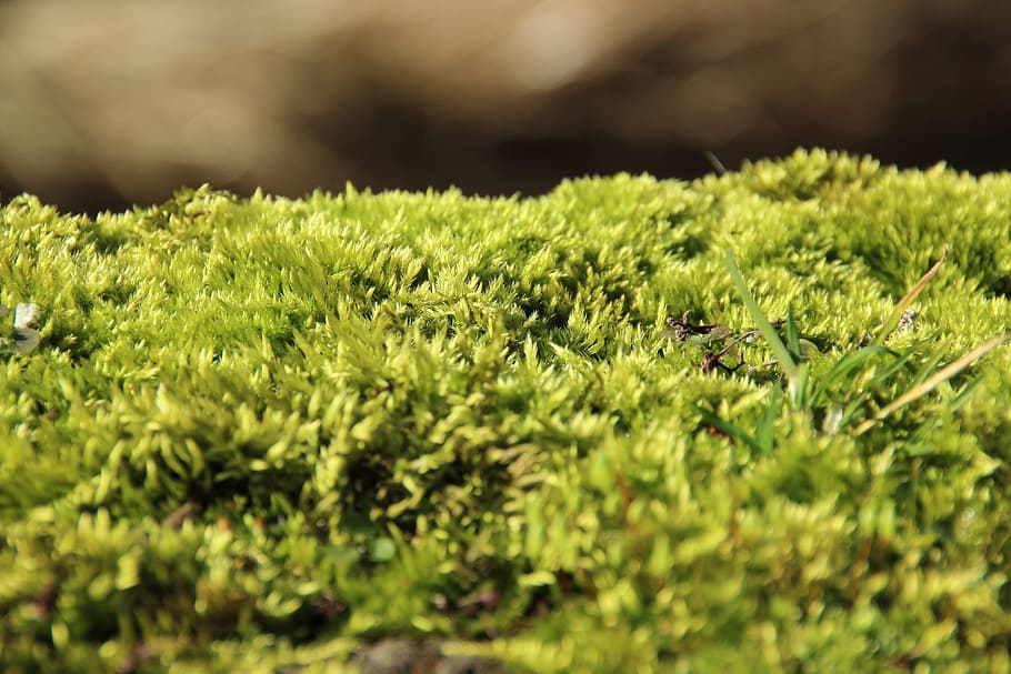 moss, forest, soft, green, fluffy, selective focus, green color HD wallpaper