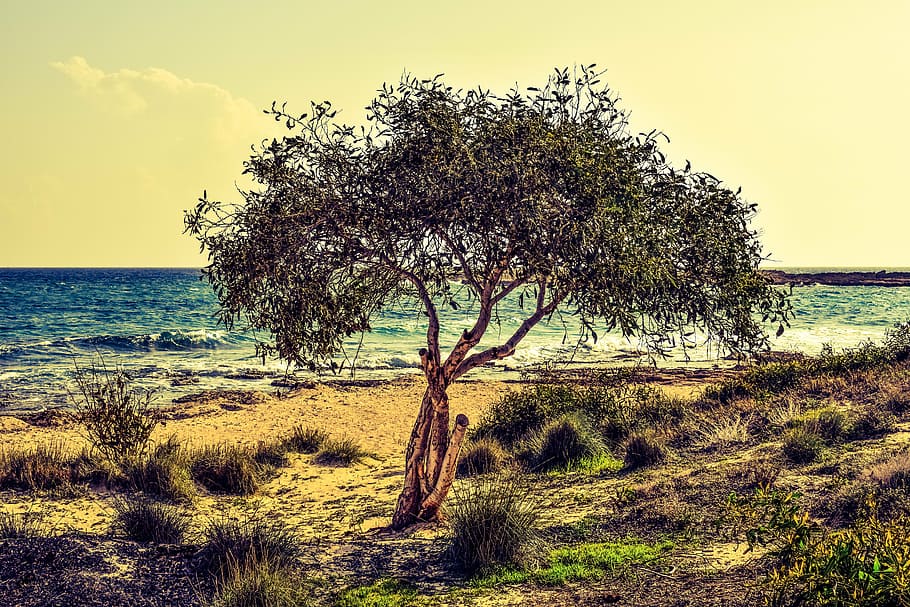tree, sea, beach, nature, scenery, makronissos, cyprus, landscape HD wallpaper